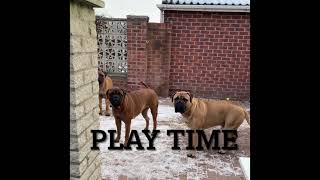 Bullmastiff play fighting [upl. by Aneda]