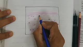 Hyaline Cartilage Drawing [upl. by Kenton]