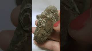 ROCAS DE FONDO MARINO CON HUELLAS DE FOSILES  ARENA Y CUARZOS youtubeshorts [upl. by Fifine741]