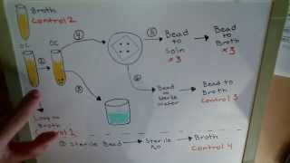 Physical and Chemical Control of Microbes  Disinfectants  Lab [upl. by Sweatt426]