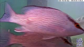 Barracuda Lower Florida Keys Underwater Camera Livestream [upl. by Hook]