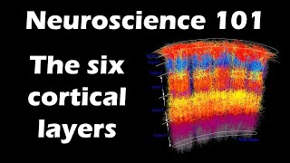 The Six Layers of the Cerebral Cortex  Neuroscience 101 [upl. by Arannahs]