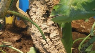 Awesome Veiled chameleon eats grasshoppers and cockroaches Chamaeleo calyptratus Inferion7 [upl. by Mcnamee754]