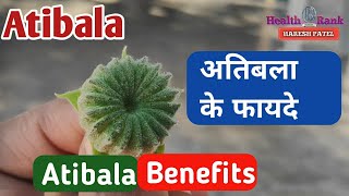 Atibala Plant  Atibala ke fayde  Atibala plant uses in Hindi  Health Rank [upl. by Merchant413]