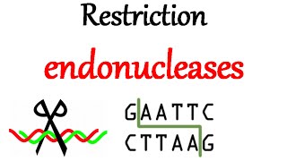 Restriction endonuclease [upl. by Fronia]