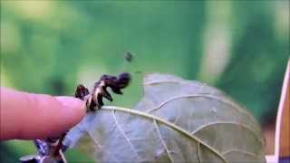 Harrisimemna trisignata  the shaking caterpillar [upl. by Eidoc]