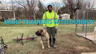 Boerboel DohBoy’s basic training [upl. by Fonzie]