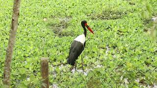 Saddlebilled Stork Ephippiorhynchus senegalensis [upl. by Barmen]