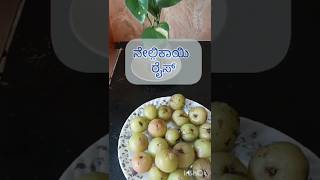 nellikai ricerecipe 🍏 🍚 👨‍🍳 PranithandCharith pleasesubscribemychannel [upl. by Marella]