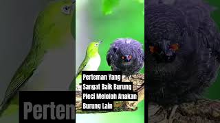 PLECI BERTEMAN DENGAN BURUNG LAIN shorts fyp [upl. by Neevan]