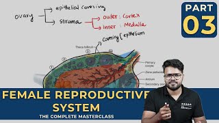 Mastering FEMALE REPRODUCTIVE SYSTEM  Human Reproduction  CLASS 03 [upl. by Torrell]