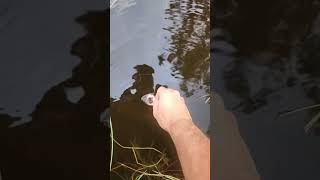 Catch and Release With TINY Bass [upl. by Eirena]