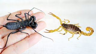 鞭蠍 VS 毒蠍子！Whip Scorpion VS Venomous Scorpion [upl. by Alpert]