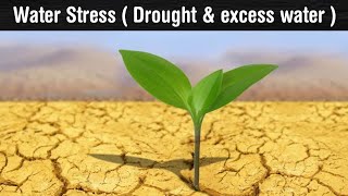 water stress  drought and water logging stress  water stress affect on plant life in Hindi [upl. by Attiuqaj552]