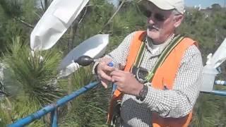 NC State Cooperative Tree Improvement ProgramLoblolly Pine Control Pollination [upl. by Elrak]