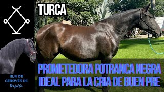 Turca Prometedora Potranca Española Negra Ideal para la Cria de Buen PRE de Capa Negra [upl. by Glaab]