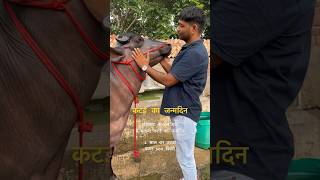 किसान ने कटड़े का मनाया जन्मदिन sarpanch SarpanchBull bull birthday [upl. by Acissaj671]