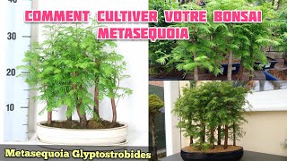 Comment Cultiver Votre Bonsai Metaséquoia  Metaséquoia Glyptostroboides [upl. by Belia]