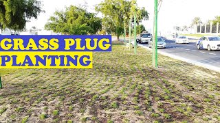 HOW TO PLANT GRASS PLUG  Seashore Paspalum vaginatum Grass [upl. by Maidel]