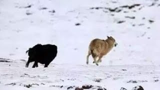 Top 10 Tibetan Mastiff Fend Off Wolf Caught On Camera  Wolf vs Dog [upl. by Nadirehs]