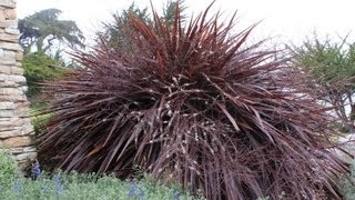 Cordyline Festival GrassJurred Red Fountain Grass [upl. by Etnaid184]