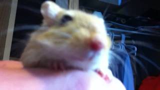 How to tell if your gerbils are fighting [upl. by Bratton]