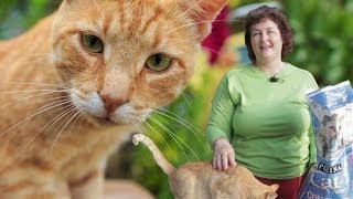 Deworming Cats Naturally Prevent Roundworms amp Tapeworms in Cats [upl. by Tann42]