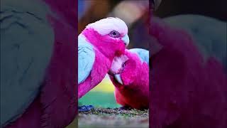 Galah parrots loving moment❤️ birds parrot pets animals viralshort short trendingshorts love [upl. by Cris303]