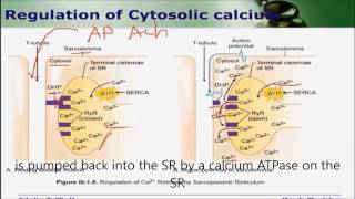 Regulation of cytosolic calcium [upl. by Ecyor]