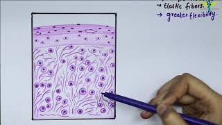 Histology Of Elastic Cartilage [upl. by Inwat]