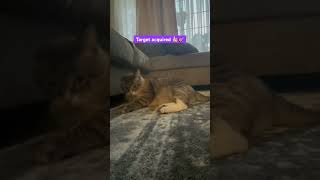 Target Acquired cat catbreed lucid funnycats catlover catvideos cats kitten music funny [upl. by Anek]