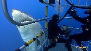 Great White Sharks  SHARK ACADEMY [upl. by Netsirk119]