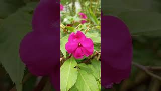 Impatiens flowers plants homesweethome green wildlenxz25 [upl. by Schuyler426]