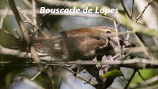 Des oiseaux dAfrique Le Bondrée apivore au Brève de lAngola [upl. by Joanie]