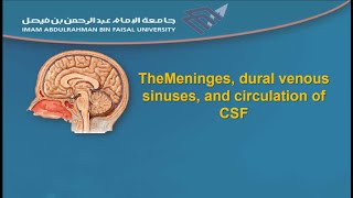 The Meninges dural venous sinuses and circulation of CSF [upl. by Chemaram]