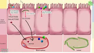 Digestion and Absorption of Carbohydrates  Proteins and Fats [upl. by Julius]