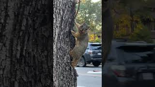 A Squirrel with an Acorn [upl. by Roobbie]