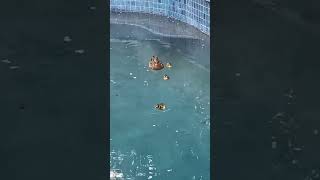 Having a bad day Just watch thisduck swimmingtime summervibes happyanimals DuckLover [upl. by Chloras812]