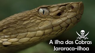 A ilha das Cobras 🐍 Jararaca ilhoa [upl. by Wolfson]