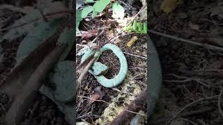 Philippine Pit Viper Trimeresurus flavomaculatus [upl. by Ardnac]