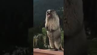 Marmotta che urla Fabio [upl. by Namolos]