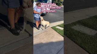 My Labrador Retriever Waits Every Day To See Her Favorite Mailwoman [upl. by Drwde370]