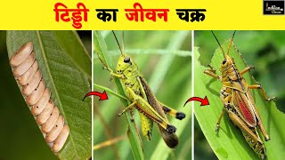 Grasshoppers life cycle  टिड्डे का जीवन चक्र with IndRanClasses nature wildlife grasshopper [upl. by Rand598]