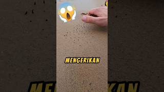 Menemukan PERANGKAP Di Pantai❗😱 xfindings videoshorts pantai shorts [upl. by Ahsieuqal]