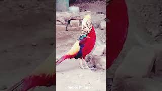 Golden Pheasant  Beautiful Pheasant  Colorful Bird birds shorts viral [upl. by Alysia]