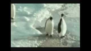 Penguin Movie of Tripping and Slapping [upl. by Geoffrey]