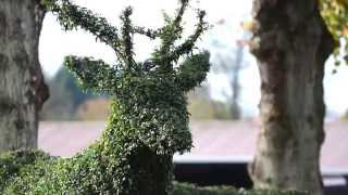 Topiary Art by Agrumi [upl. by Yorgos]