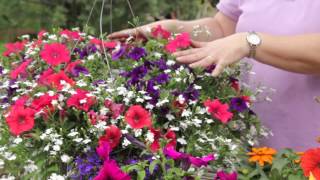 Flowers That Look Best Planted With Petunias  Grow Guru [upl. by Eire]