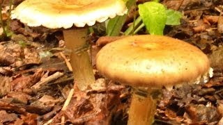 Growing Wine Cap Mushrooms in the Garden King Stropharia [upl. by Oinotnaesoj]