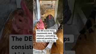 Benefits of a Diatomaceous Earth Tunnel for Chickens [upl. by Esilrac]